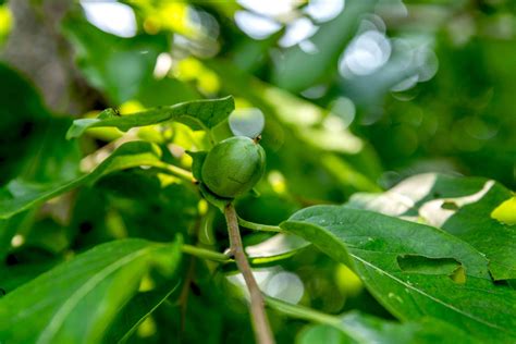  「Under the Persimmon Tree」: 記憶と愛を紡ぐフィリピン文学の傑作